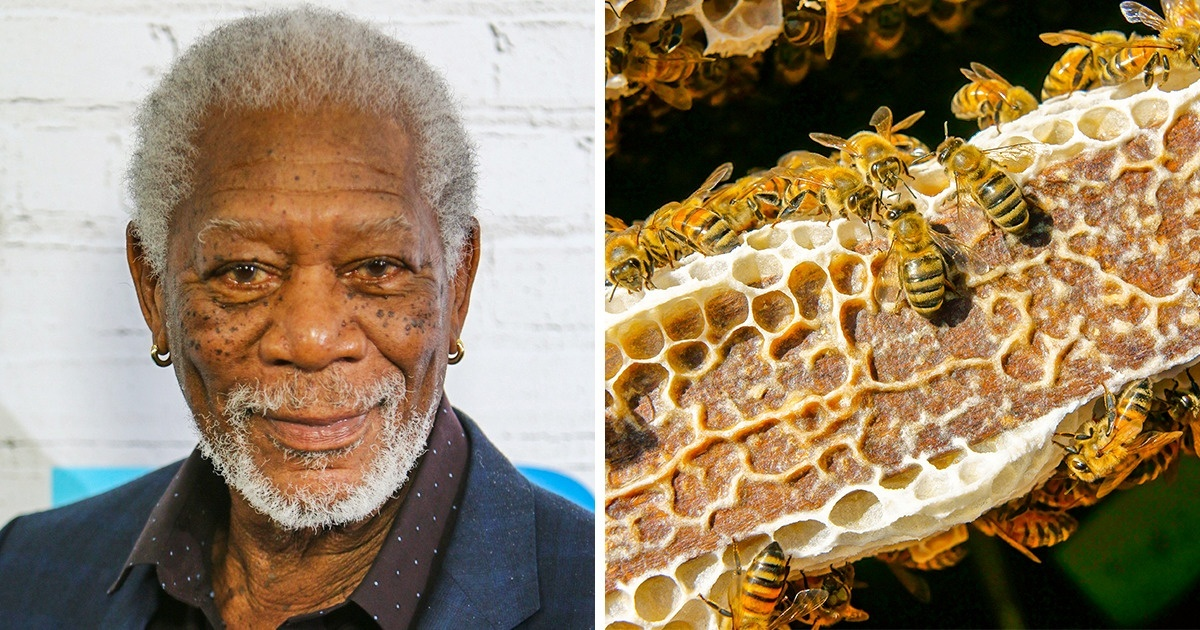 Morgan Freeman isi transformă ferma de 124 de hectare într-un sanctuar pentru ALBINE pentru a salva planeta
