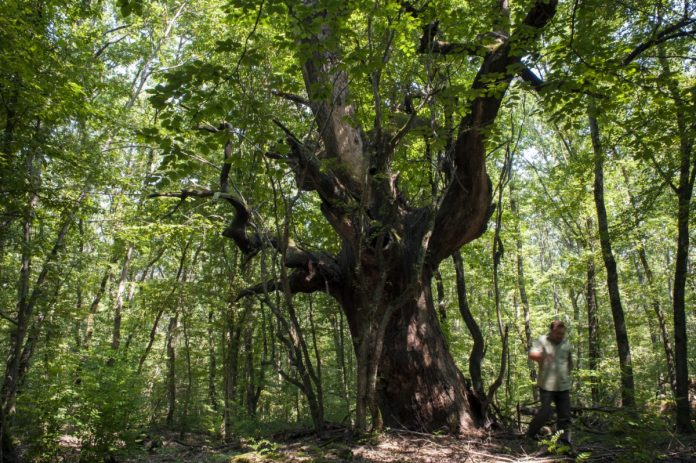 Paducea Mociar, un loc de basm din Romania. Este cea mai frumoasa si mai veche padure de la noi din tara