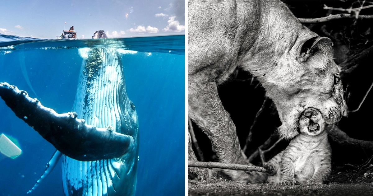 25 de fotografii surprinse de cei de la „National Geographic", care fac timpul să se oprească