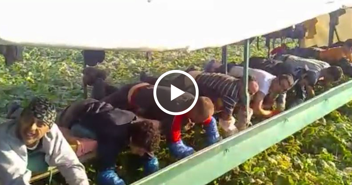 Uite in ce CONDITTII INUMANE sunt tinuti ROMANII sa lucreze in Germania.TTi se rupe inima.. vezi VIDEO