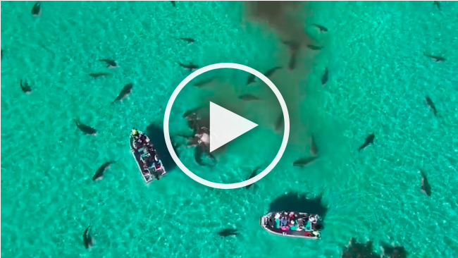 (VIDEO) Imagini de groaza ! 70 de rechini au sfasiat o balena, inconjurind doua vase de turisti