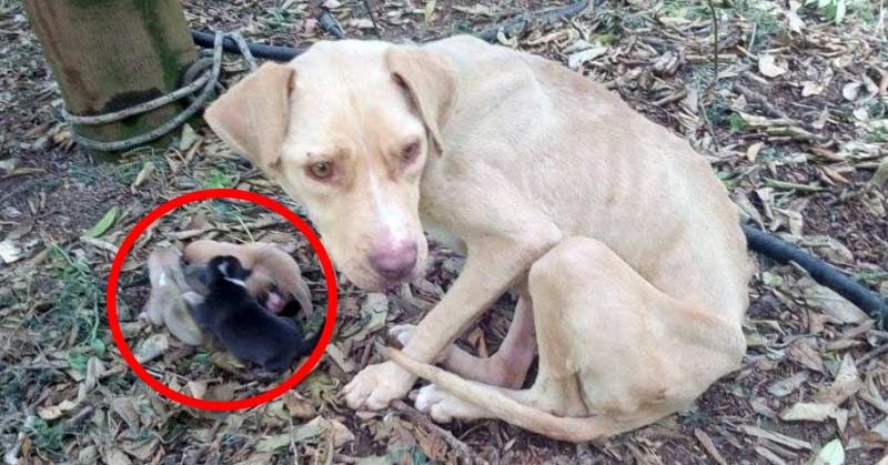 (VIDEO)O căţeluşă lăsată să moară, a născut legată şi şi-a îngrijit puii zile în şir, până a fost găsită
