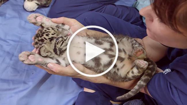 Vezi ce Dragut e acest pui de Leopard nou nascut...VIDEO